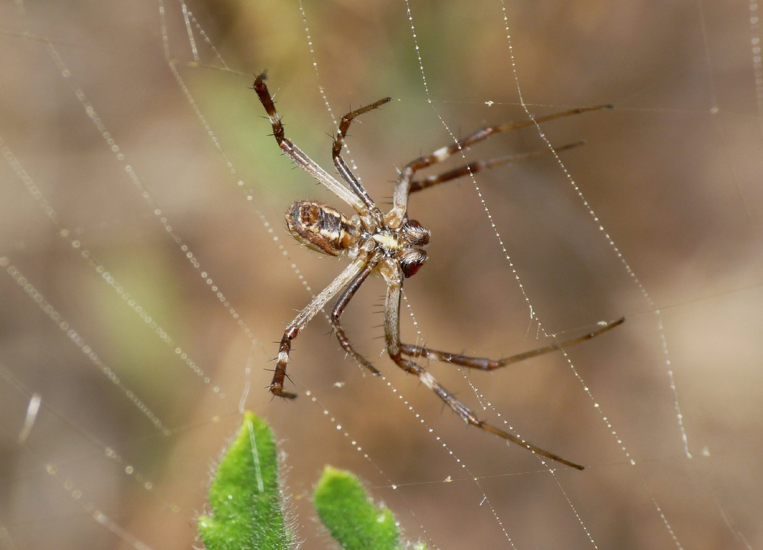 Maschio di Argiope lobata e dettaglio tela